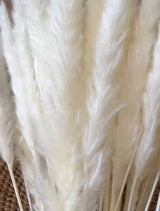 Slim Pampa All White - Natural & Elegant Decor - Chic Collezione 