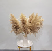 Luxurious 2.5ft Natural Pampas Grass - Set of 5 | Elegant Natural Home Decor for Modern & Boho Interiors - Chic Collezione 