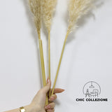 Chic Collezione All Golden 5ft Pampa (Set of 3 Stems)