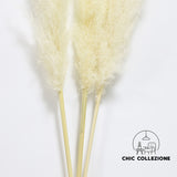Chic Collezione All Beige 5ft Pampa (Set of 3 Stems)