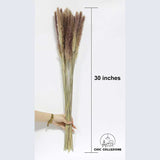 Chic Collezione Slim Pampa All Brown Pampa (Set of 20 Stems)