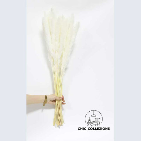 Chic Collezione Slim Pampa All White ( 20 stems )