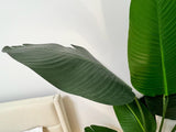 Bird of Paradise 180cm - 12 leaves 5.9 Ft Tall - Chic Collezione 